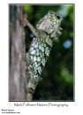 Borneo forest dragon Gonocephalus borneensis